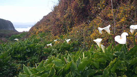 Calla Lily山谷 加拉帕塔海滩 大苏尔白花 加利福尼亚海岸植物群海滩野花草地波浪海岸线绿色植物百合花坛踪迹图片