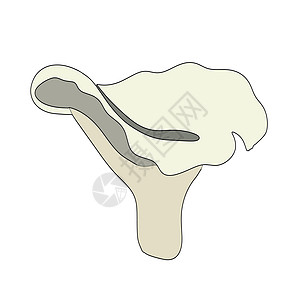 以平坦样式绘制蘑菇图标 颜色矢量说明星星食物植物季节手绘插图草图营养蔬菜卡通片图片