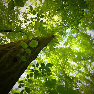 自然  的放松和冥想 绿色的春天森林 在有树木的落叶林中自然多彩的背景景观树干环境叶子荒野美丽天空生态公园墙纸图片