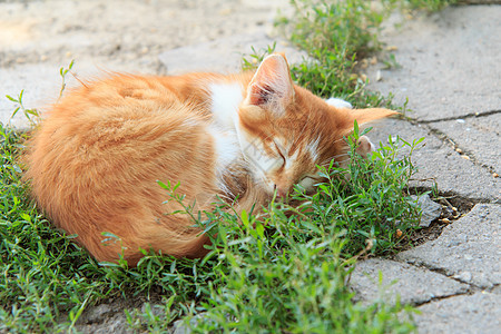 小姜小猫咪在后院户外睡觉图片