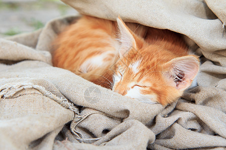 小猫咪睡在一块油布上图片