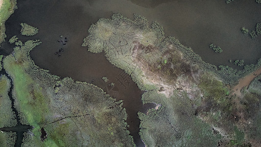 斯里兰卡沼泽地区的空中观察图 6冒险草原目的地盆地摄影国家直升机旅行森林飞机图片