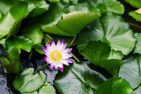 美丽的紫色水底花朵或莲花花花 在池塘深绿绿色背景中花园蓝色季节百合植物学植物热带叶子荷花花瓣图片