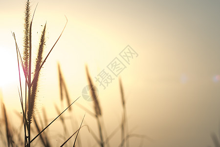 花与草地素材草地上的花朵在阳光明媚清新的清晨 复古秋季景观 复古照片和抽象模糊背景 夕阳暖光下的草地 美丽的自然日落景观农场生长植物太阳面包背景