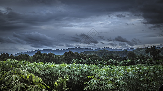 带有树木和山林 丛林概念的圆周式横横向全景热带雨林图片