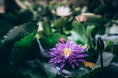 美丽的紫色水底花朵或莲花花花 在池塘深绿绿色背景中百合荷花荒野叶子宏观蓝色植物群花瓣植物热带图片