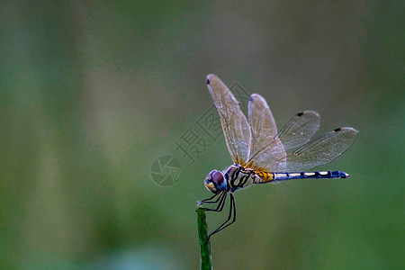蜻蜓的美丽色彩侧在植物长尾半透明翅膀野生动物上特写大型小昆虫动物在夏季环境自然领域模糊绿色背景动物群场地生活尾巴蝴蝶臭虫眼睛昆虫图片