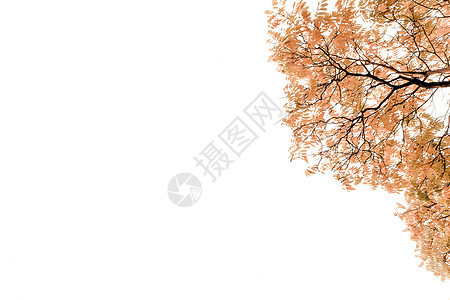 与金黄枫叶和橡树叶子的秋天背景 红色 橙色 棕色和黄色落叶的背景图片