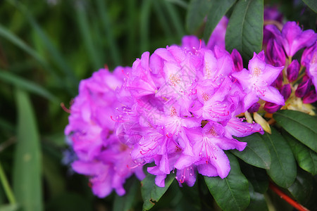 美丽的大杜鹃花在郁郁葱葱的绿色背景中 背景模糊 绿叶丁香花在森林里 夏季花园里盛开的杜鹃花 紫白色的花图片