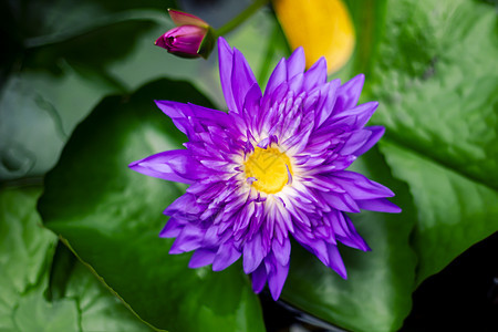 美丽的紫色水底花朵或莲花花花 在池塘深绿绿色背景中蓝色植物学热带宏观荒野植物群花瓣植物花园荷花图片