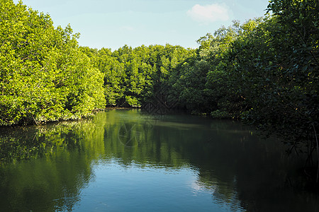 红树林树反射在湖水或带蓝斯基的河流的水面上图片