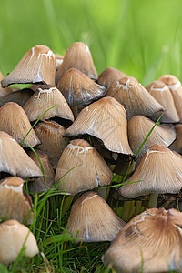 春天花园里生长着一簇簇蘑菇和鲜绿的草 在阳光明媚的日子里 一群有毒真菌在自然界的田野里蔓延 墨水盖帽或鸡腿菇植物背景树木食物帽子图片