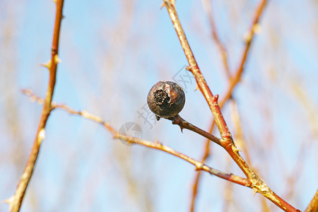 冬天的树枝 干果挂在一棵光秃秃的树上 垂悬在分支或树枝的唯一石榴反对蓝天背景 春天腐烂在光秃秃的树上的干果图片