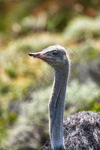 南非普通鸵鸟的画像 沙漠旱季 雄性鸵鸟轮流守巢 一只动物独自站在自然界中 Struthio 鸟在其自然环境中图片