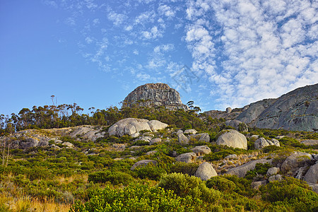 南非好望角桌山国家公园的 Fynbos 自然保护区内生长着优良灌木本土植物和花卉的风景景观环境特写图片