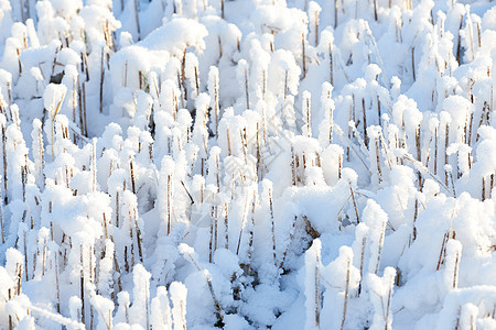 冬天的早晨 冰冷的地面覆盖着白雪 冰冻的树枝和树叶在霜冻中 生长在寒冷天气公园或森林的结霜的草 树林里下了一场雪 结冰的清晨在大图片