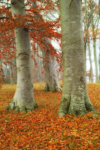 秋天风景秀丽的森林 五颜六色的橙色金色 黄色和红色的叶子在地上和树木在秋季神秘的树林里 树干被林地中落下的干叶包围图片