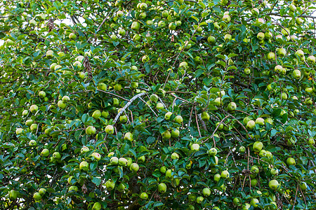 苹果树花园里收获了天然美味的青苹果 在阳光明媚的日子里 绿色主食正在苹果园的树枝和绿叶中成熟图片