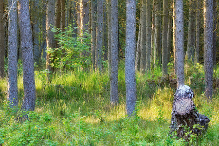 松树树干在树林中的景观与茂密的杂草丛生 在偏远的生态森林或荒野中 有许多笔直的细树和一个树桩 上面长着茂密的植物和蕨类植物 瑞典图片