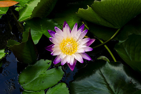 美丽的紫色水底花朵或莲花花花 在池塘深绿绿色背景中花园蓝色热带荷花荒野季节植物群宏观植物叶子图片