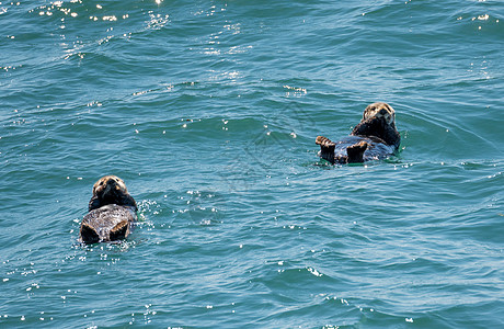 在苏厄德附近的复活湾漂浮在水上假期荒野旅游港口海洋哺乳动物旅行游泳动物毛皮图片