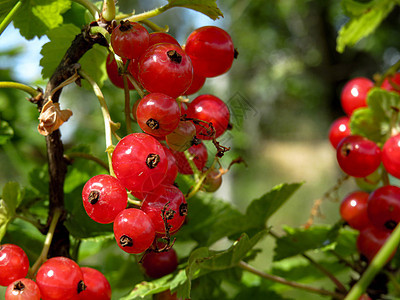 红色 currant 浆果性质的宏观照片图片
