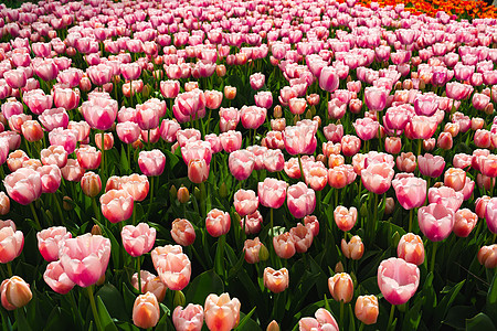 粉红的郁金香花朵开在美丽的花园中叶子粉色场地花瓣公园园艺绿色植物图片