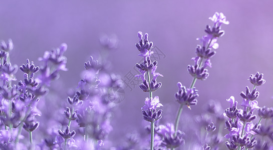 薰衣草花背景与美丽的紫色和散景灯 日落时在法国普罗旺斯的田野里盛开的薰衣草 特写 选择性的焦点图片