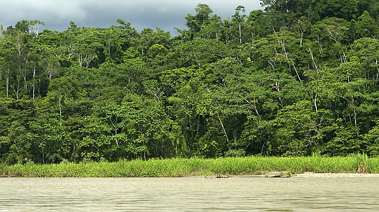 厄瓜多尔亚马逊热带雨林图片
