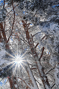 雪松 欧洲赤松 西班牙瓜达拉马山脉国家公园图片