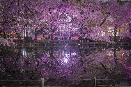 公园的夜樱花花池塘文化叶子水面情感植物木头夜景风格反射图片