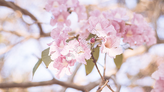 特写美丽的粉红色 bloosom 花 婚礼或情人节背景 爱情概念 软模糊焦点 棕褐色复古柔和色调季节樱花植物群香气植物学牡丹脆弱图片