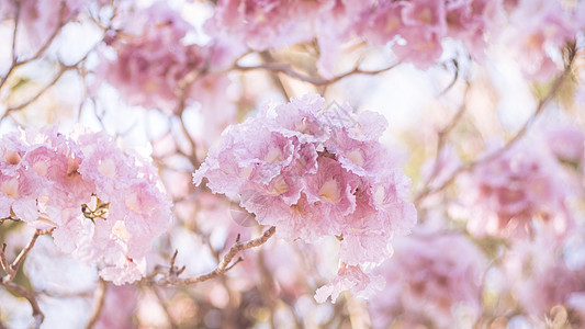 特写美丽的粉红色 bloosom 花 婚礼或情人节背景 爱情概念 软模糊焦点 棕褐色复古柔和色调植物学植物花瓣天空生日牡丹夫妻明图片