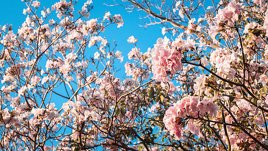 特写美丽的春天风景与粉红色的花朵 盛开的树枝 粉红色的花朵在春天的树上绽放 美丽的樱花樱花在春天的蓝天上牡丹植物群植物天空宏观植图片
