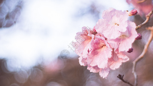 特写美丽的粉红色 bloosom 花 婚礼或情人节背景 爱情概念 软模糊焦点 棕褐色复古柔和色调香气樱花牡丹宏观生日植物夫妻礼物图片