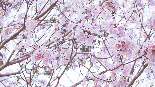 美丽的粉红色花朵看起来像樱花花或樱花与美丽的自然背景 春天花树开花 情人节或婚礼背景的粉红色花树的浪漫牡丹宏观天空植物花园礼物生图片