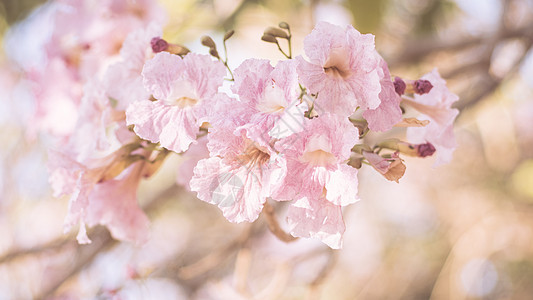 特写美丽的粉红色 bloosom 花 婚礼或情人节背景 爱情概念 软模糊焦点 棕褐色复古柔和色调明信片脆弱性生日花瓣季节花园植物图片