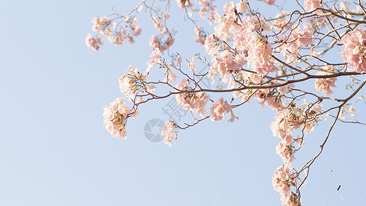 美丽的粉红色花朵看起来像樱花花或樱花与美丽的自然背景 春天花树开花 情人节或婚礼背景的粉红色花树的浪漫香气明信片花园夫妻植物天空图片