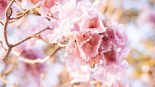 紧贴的粉红色花朵 婚礼或情人节背景 爱情概念 软模糊焦点 在塞皮亚年华糊里宏观季节樱花生日植物群礼物香气花瓣天空植物学图片