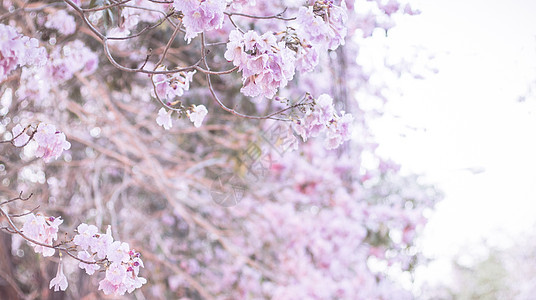 美丽的粉红色花朵看起来像樱花花或樱花与美丽的自然背景 春天花树开花 情人节或婚礼背景的粉红色花树的浪漫脆弱性夫妻植物学明信片香气图片