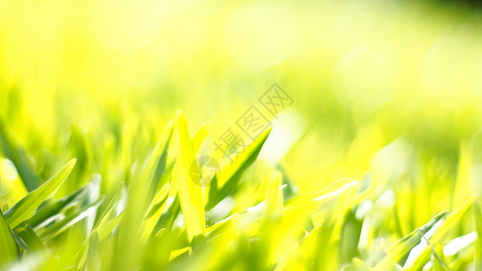 特写在新鲜的草甸领域的绿色草叶子 有选择地关注中档构图 快乐的感觉蠕虫环境天气天空草地植物牧场草原阳光季节土地国家图片