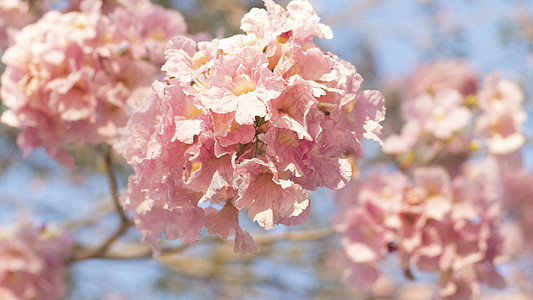 特写美丽的粉红色 bloosom 花 婚礼或情人节背景 爱情概念 软模糊焦点 棕褐色复古柔和色调宏观植物群礼物植物学脆弱性夫妻天图片