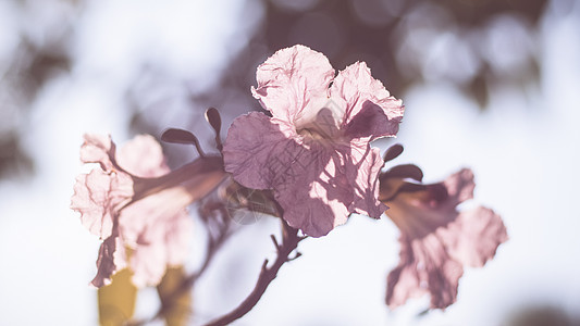 特写美丽的粉红色 bloosom 花 婚礼或情人节背景 爱情概念 软模糊焦点 棕褐色复古柔和色调花园牡丹香气天空礼物花瓣植物夫妻图片