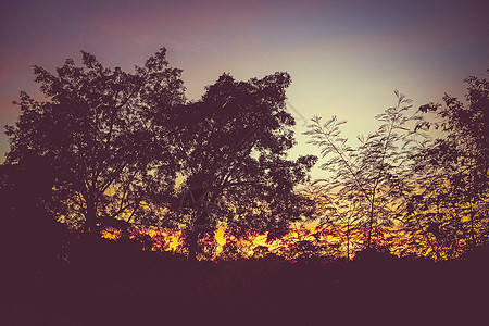 在美丽的日落期间树的剪影 日落天空森林剪影黄昏 完美的日落森林 太阳日落日出与暮色傍晚的天空在黎明黄昏和森林剪影图片