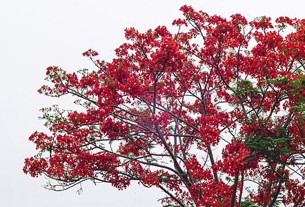在泰国美丽的猴子花树或巴基斯坦的火 在白色背景中被孤立起来图片