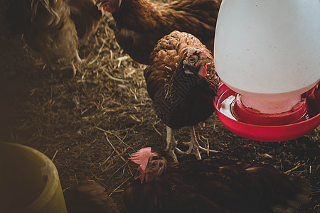 室内家养鸡场农业 养鸡 用有机食品喂养肉鸡标记农场免费主题农家院眼睛家畜风光公鸡宠物背景图片