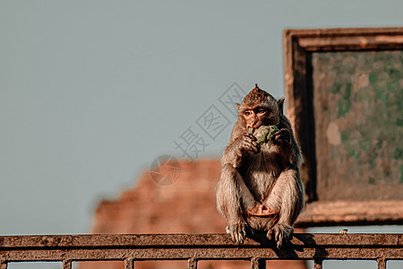 坐在古老塔建筑学前面的猴子寺庙 Lopburi 泰国 猴子在泰国古猴城华富里遗址吃水果图片