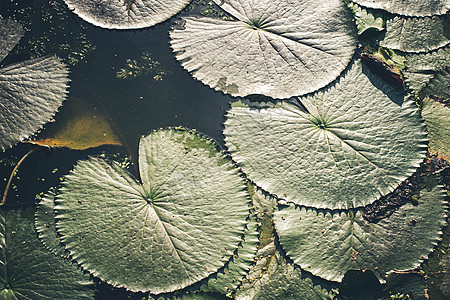 绿色莲花叶纹理抽象背景 Lotus在生态自然背景中水表面的顶部视图图片