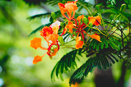 美丽的红色皇家凤凰木艳丽的花朵 美丽的红色皇家凤凰木或艳丽的花朵 它是豆科开花植物的一种 天堂 博扬特橙子热带公园衬套花园园艺火图片