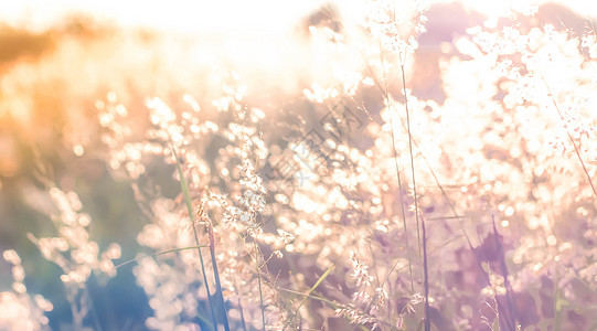 在日出和日落背景的温暖古代调里 通过野生花草场 浅薄的阳光模糊的焦点晴天荒野草地野花环境植物季节植物群太阳农村图片
